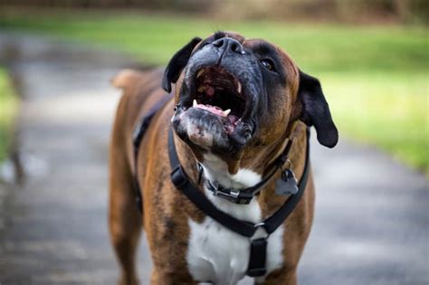  In addition to strategic barking, you can expect your Boxer to drool more than a bit